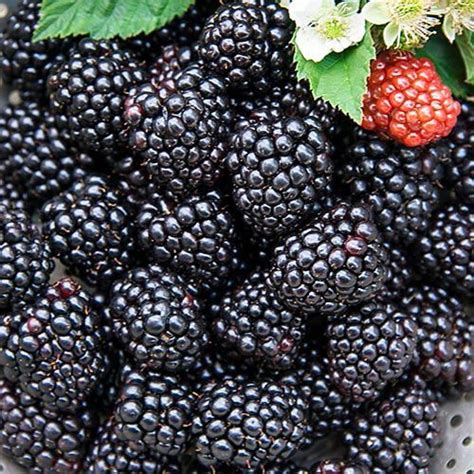 Black mwgic blackberry
